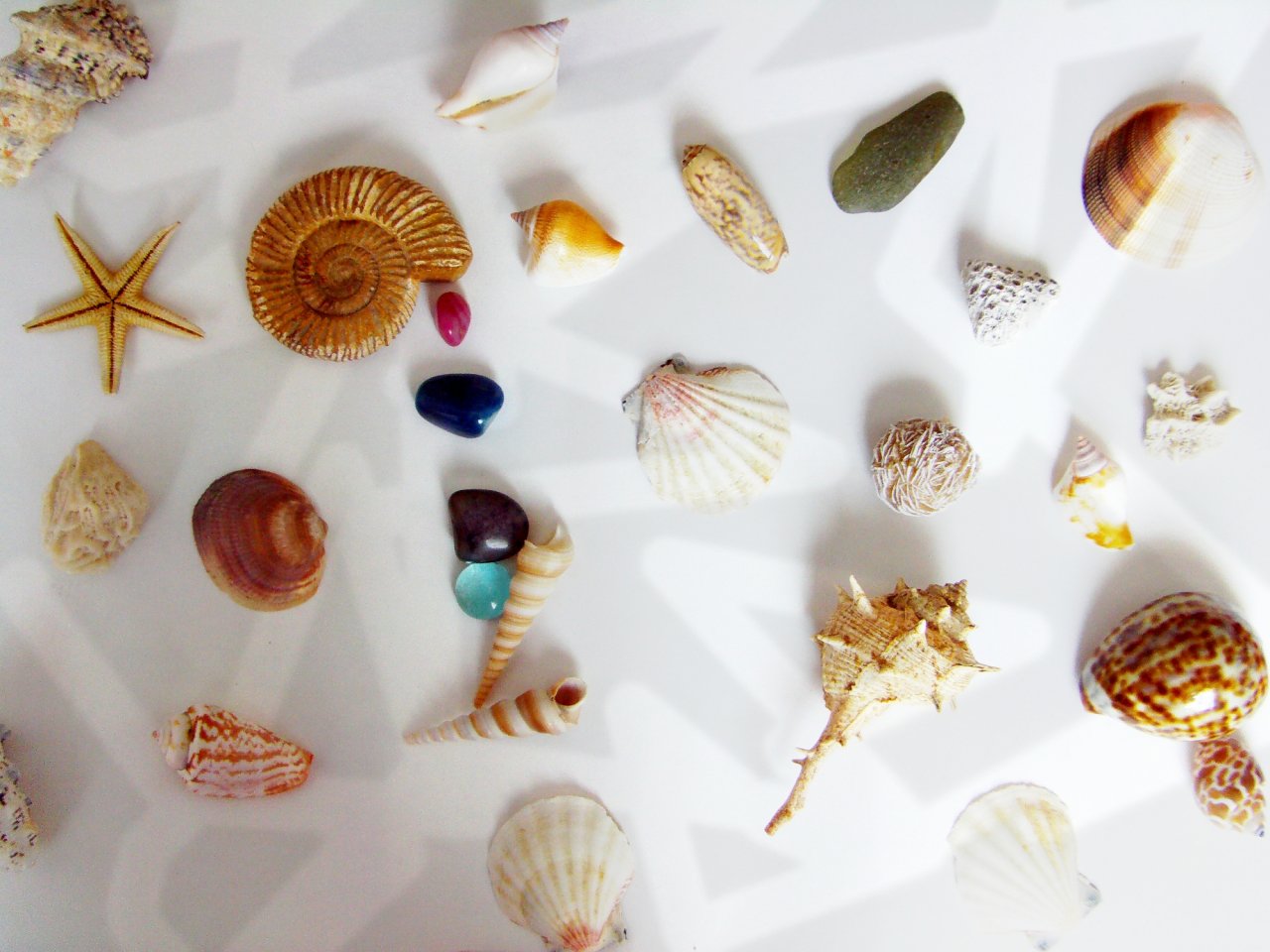 Wallpapers Nature Shells Coquillages