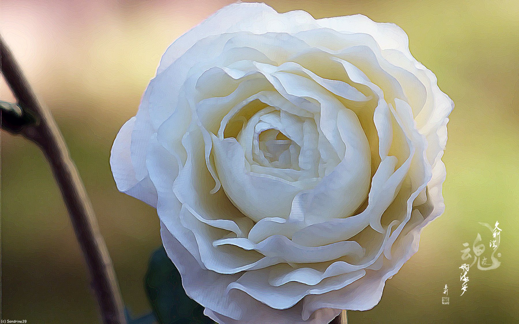 Fonds d'cran Art - Numrique Nature - Fleurs Fleur blanche