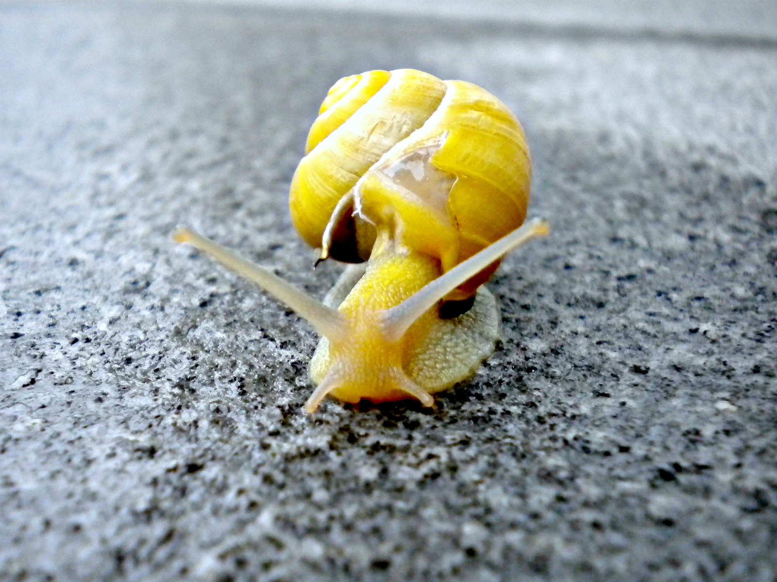 Fonds d'cran Animaux Escargots - Limaces Ma vitesse de croisire