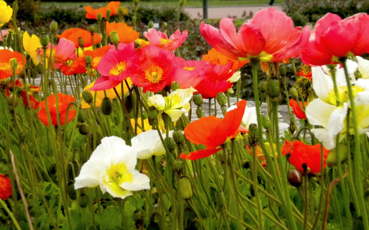 Fonds d'cran Nature Fleurs Fleurs de Lyon!