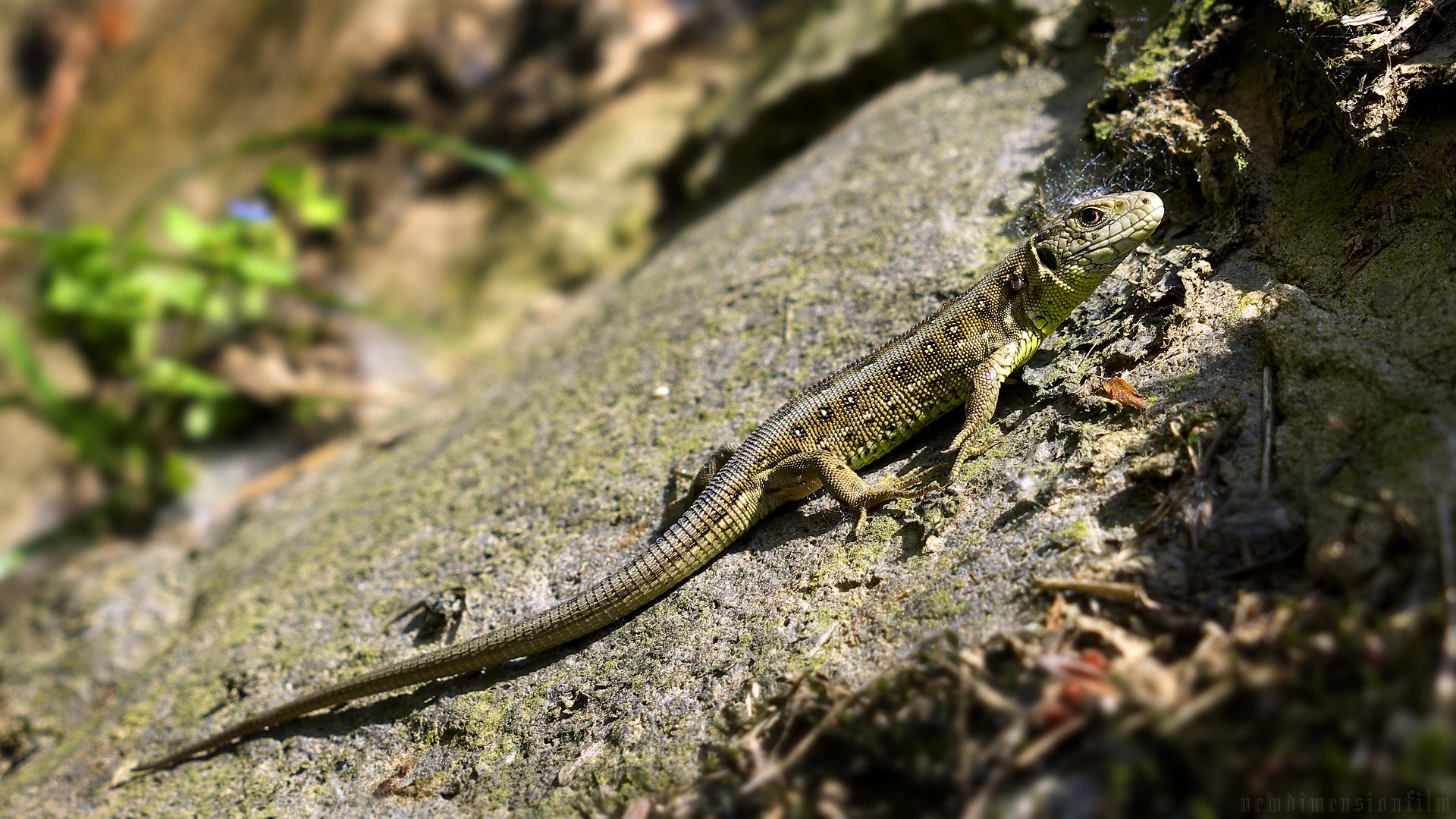 Wallpapers Animals Lizards - Iguanas Descendant des dinosaures.