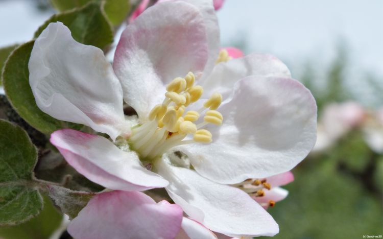 Wallpapers Nature Flowers Fleur de Pommier