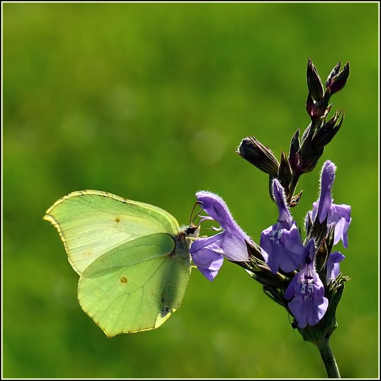 Fonds d'cran Animaux Insectes - Papillons Petit papillon de printemps