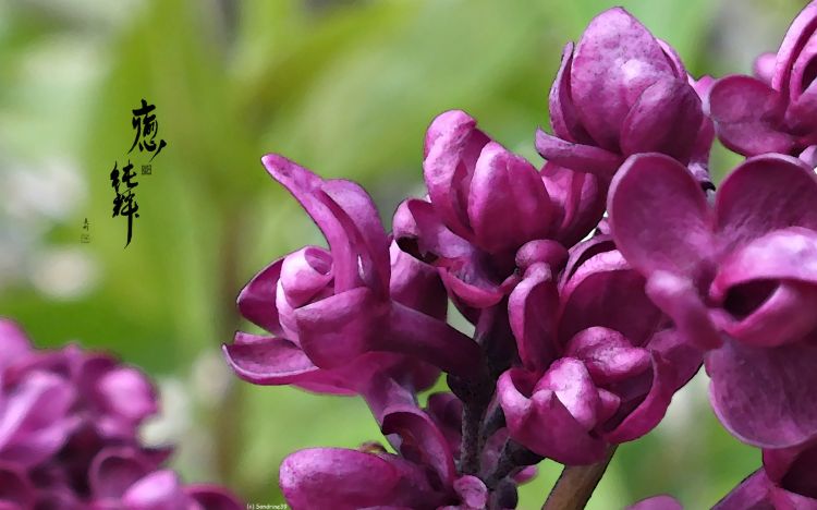 Fonds d'cran Art - Numrique Nature - Fleurs Lilas