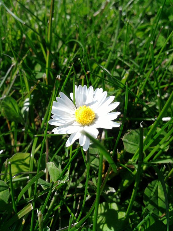 Wallpapers Nature Flowers Pquerette 