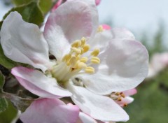  Nature Fleur de Pommier