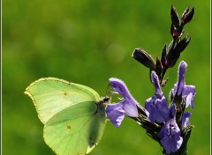  Animaux Petit papillon de printemps