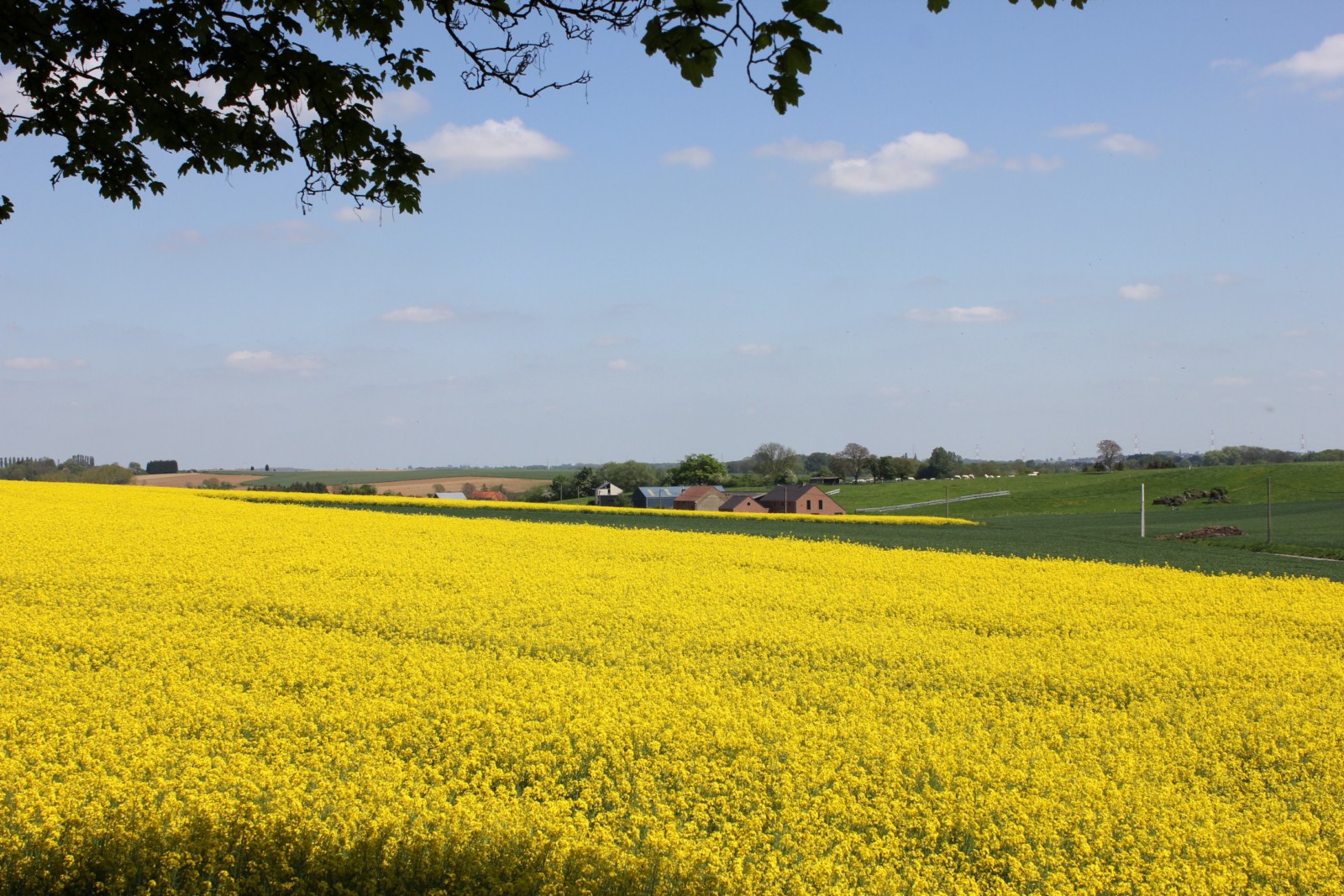 Fonds d'cran Nature Champs - Prairies le temps des moissons