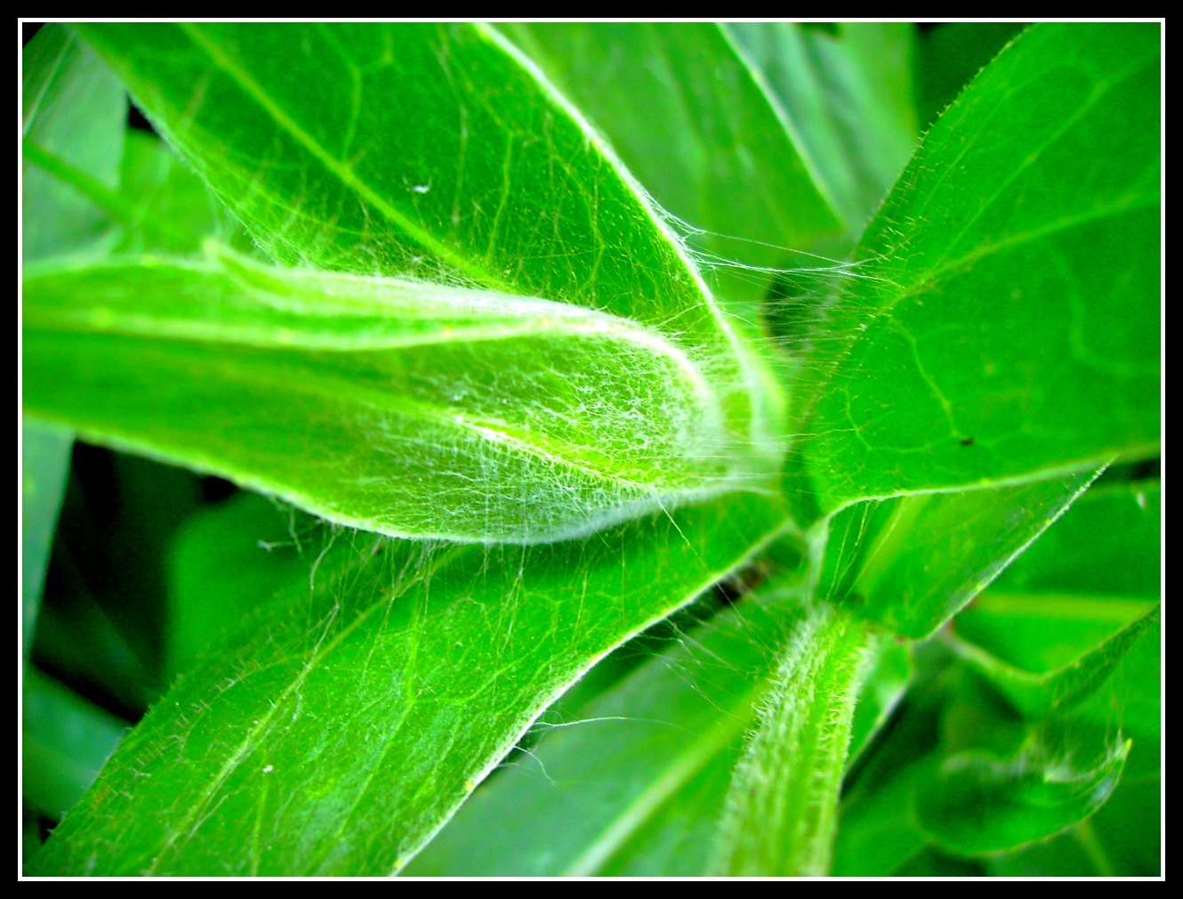 Fonds d'cran Art - Numrique Nature - Arbres, Plantes 