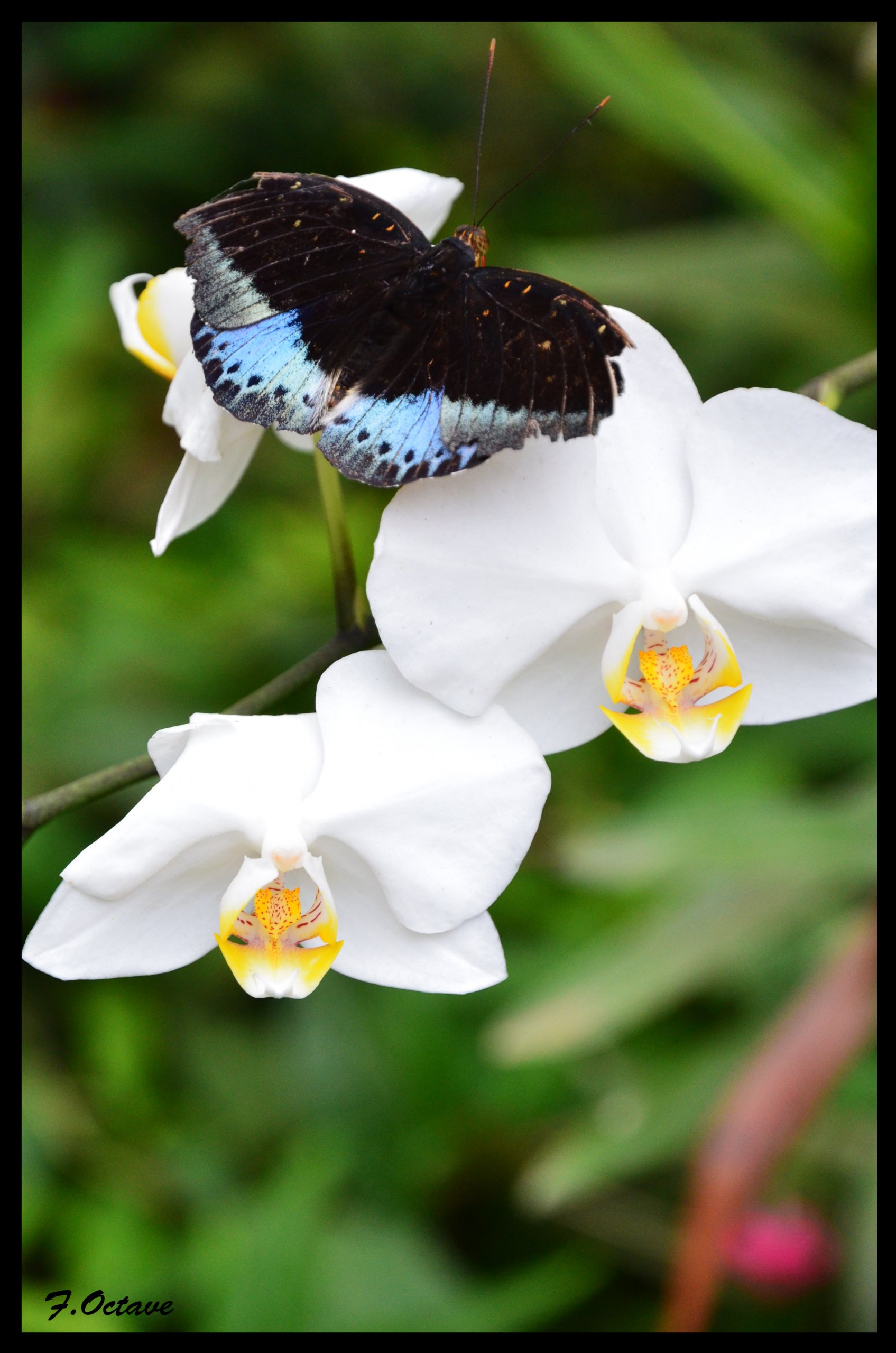 Fonds d'cran Animaux Insectes - Papillons Papillon