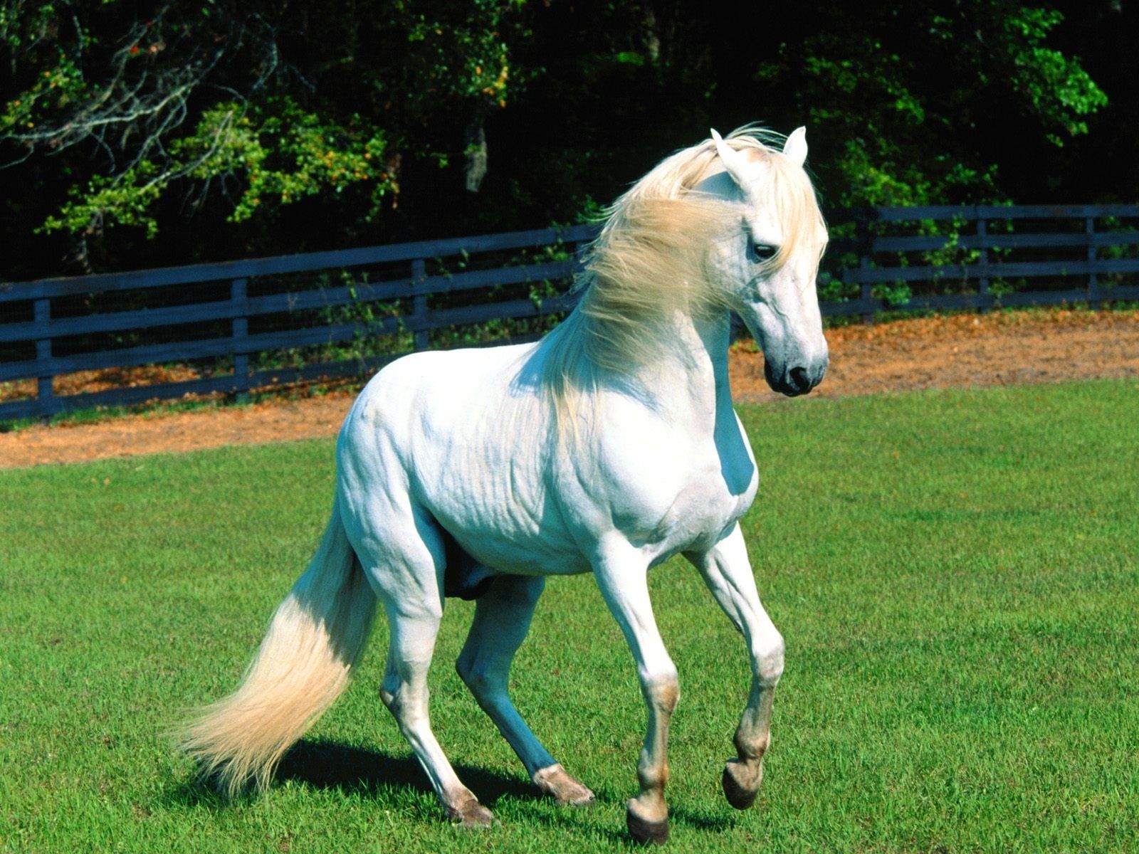 Fonds d'cran Animaux Chevaux 