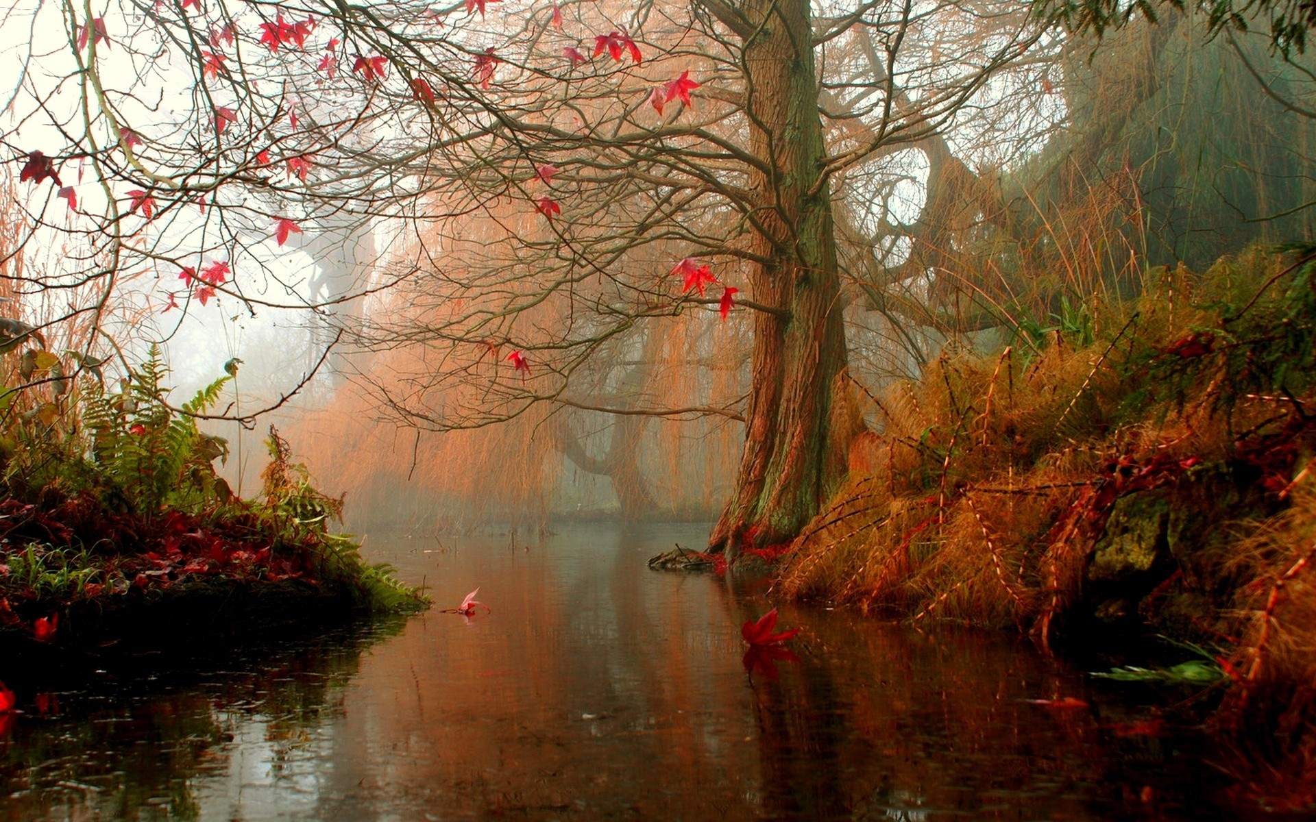 Fonds d'cran Nature Arbres - Forts 