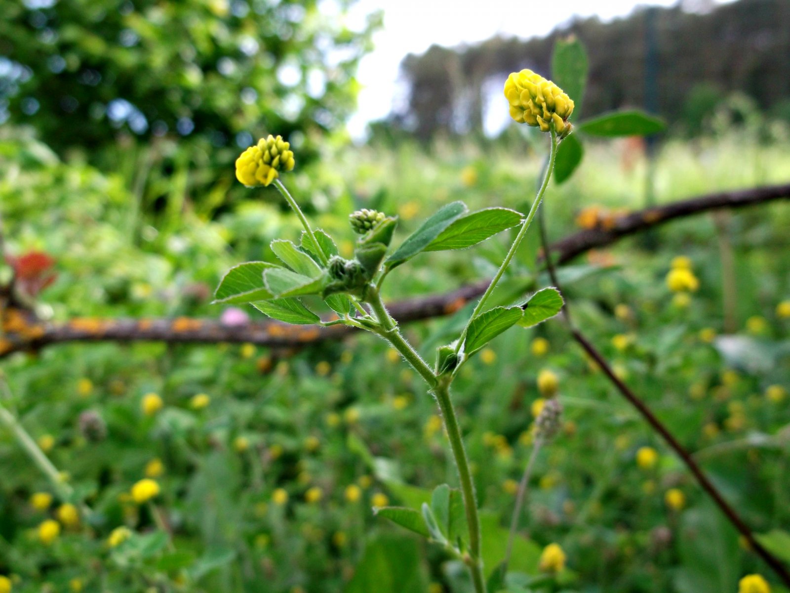 Fonds d'cran Nature Fleurs le printemps arrive !