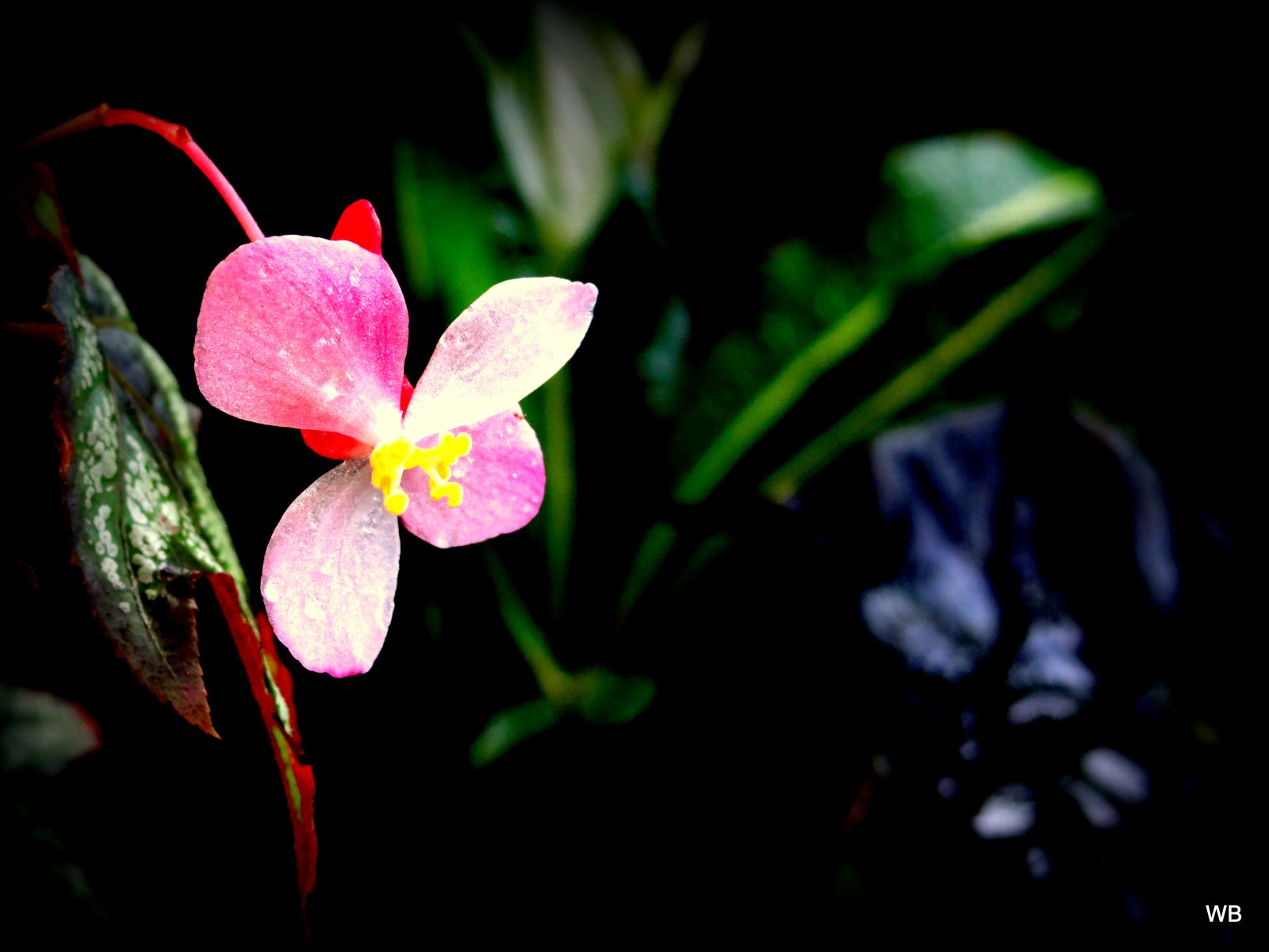 Fonds d'cran Nature Fleurs belle de nuit