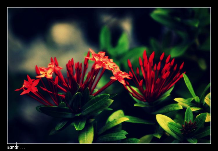 Wallpapers Nature Flowers the red flower