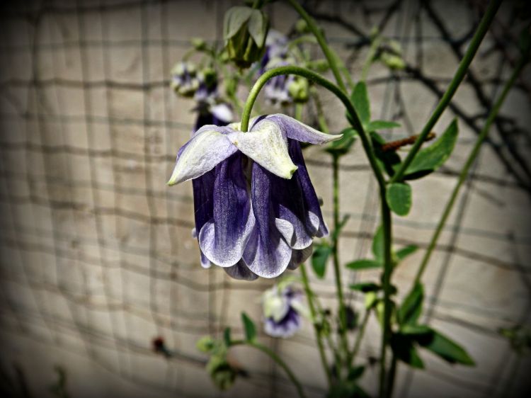 Fonds d'cran Nature Fleurs petite lanterne...