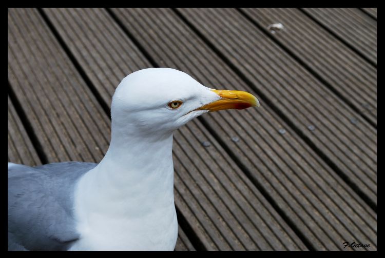 Fonds d'cran Animaux Oiseaux - Mouettes et Golands Mouette