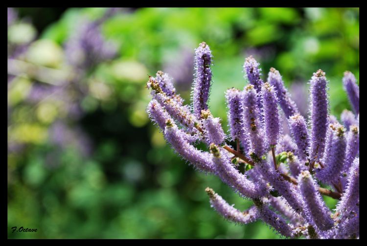 Fonds d'cran Nature Fleurs Fleur