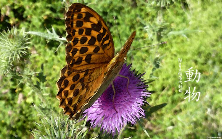 Fonds d'cran Animaux Insectes - Papillons Papillon