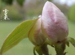  Nature Bouton de Fleurs