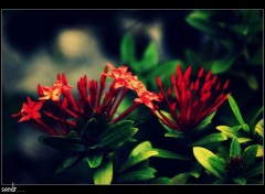  Nature the red flower