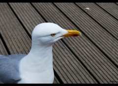  Animaux Mouette