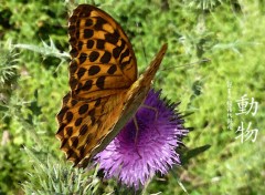  Animaux Papillon