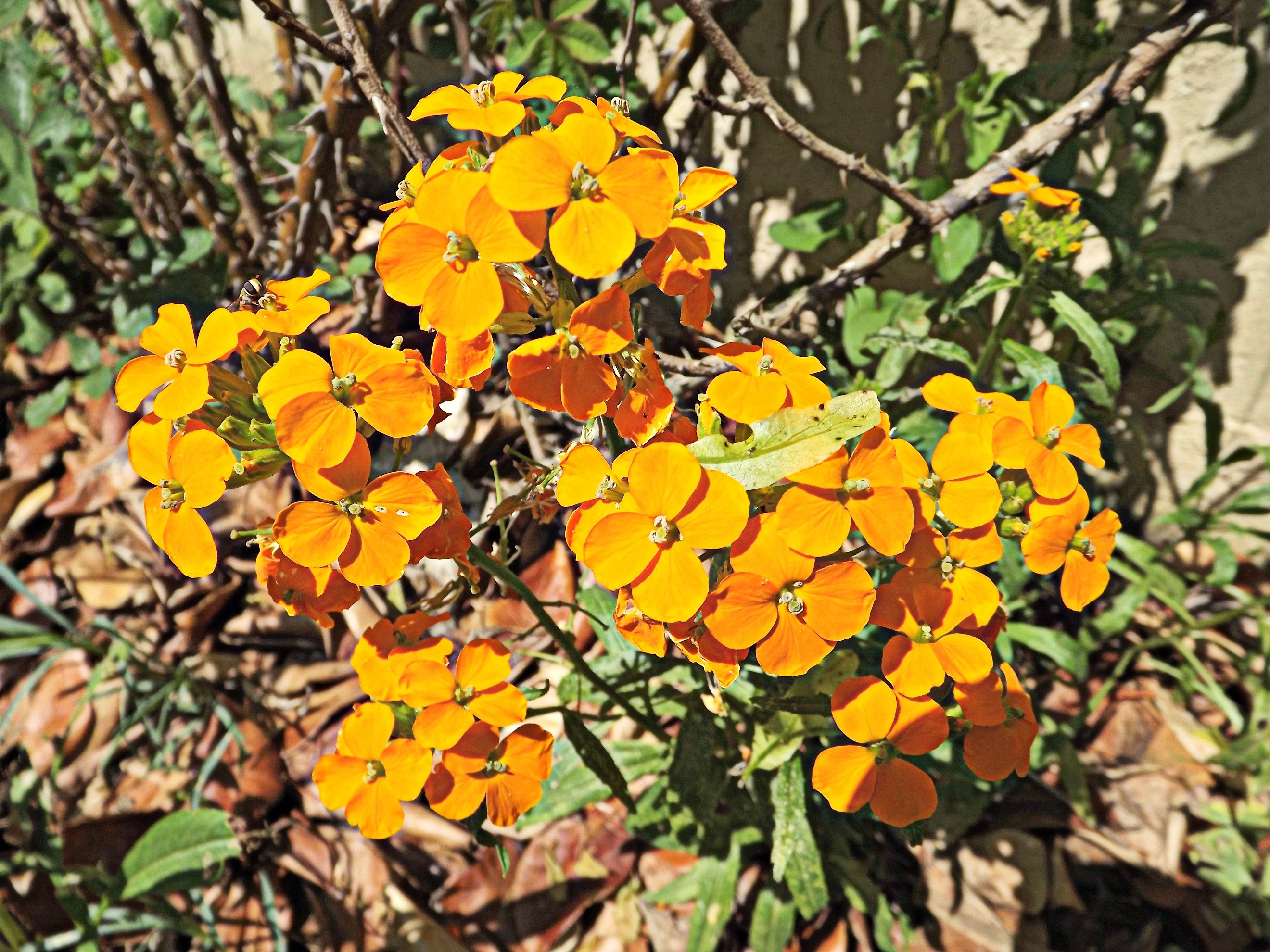 Wallpapers Nature Flowers bouquet orange...