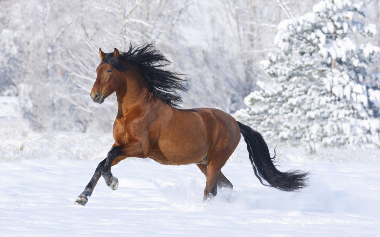 Fonds d'cran Animaux Chevaux 