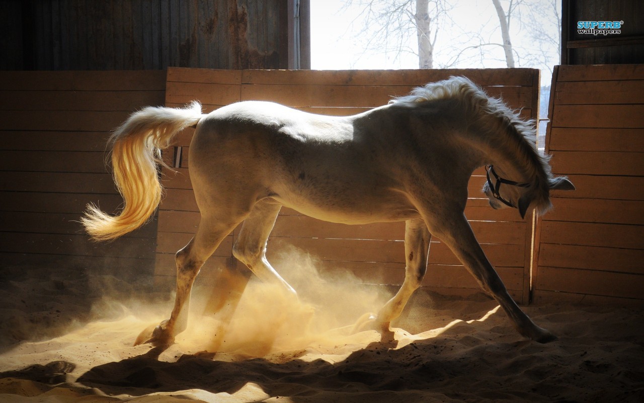 Fonds d'cran Animaux Chevaux 