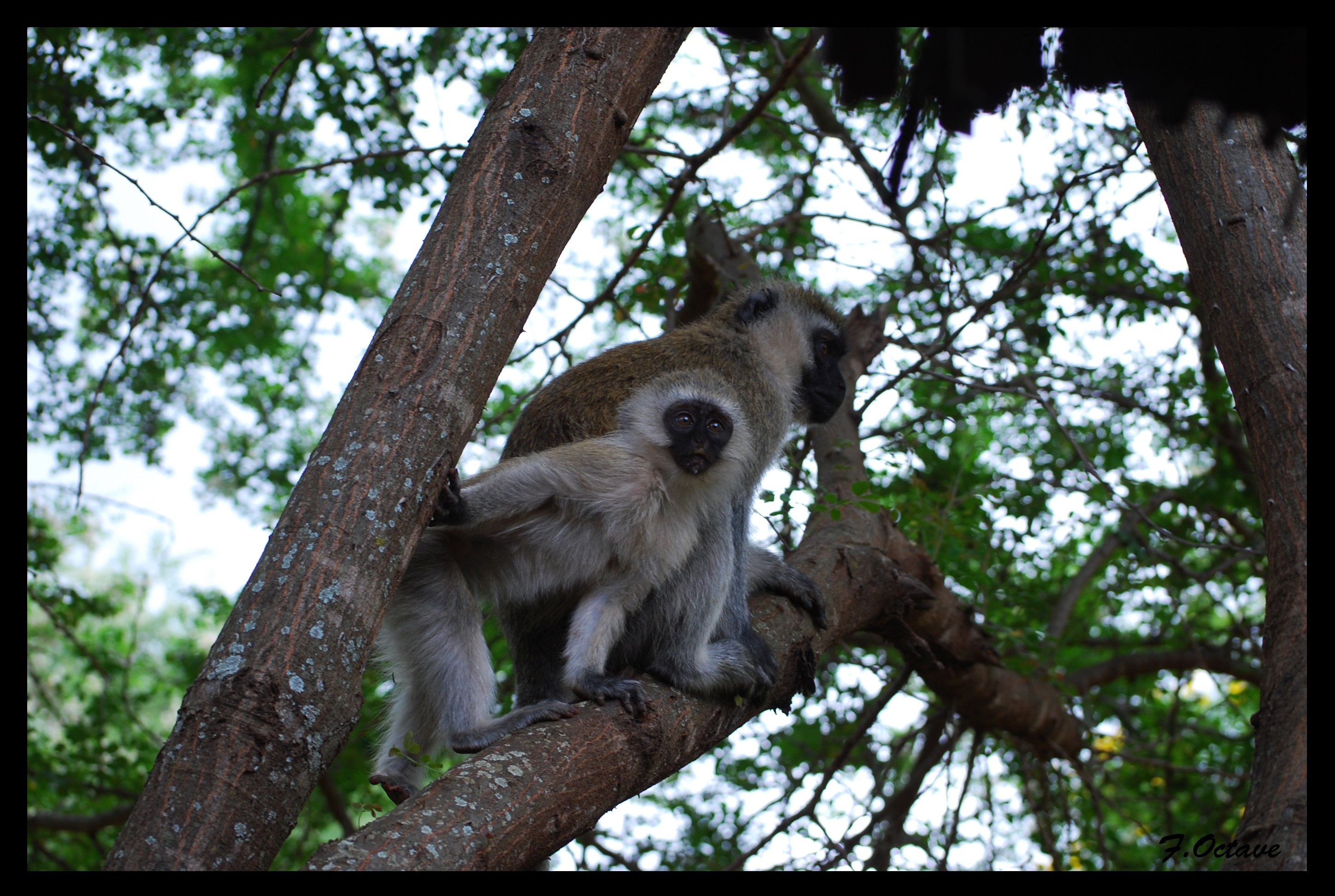 Fonds d'cran Animaux Singes Singe