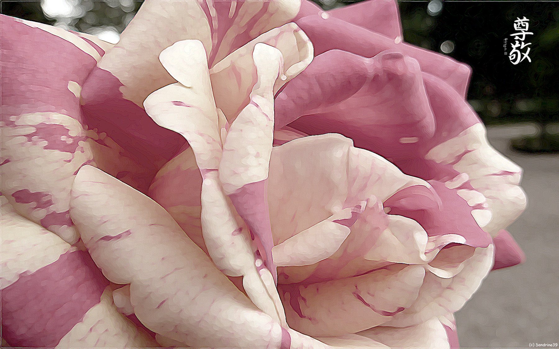 Fonds d'cran Nature Fleurs Rose...Poudré