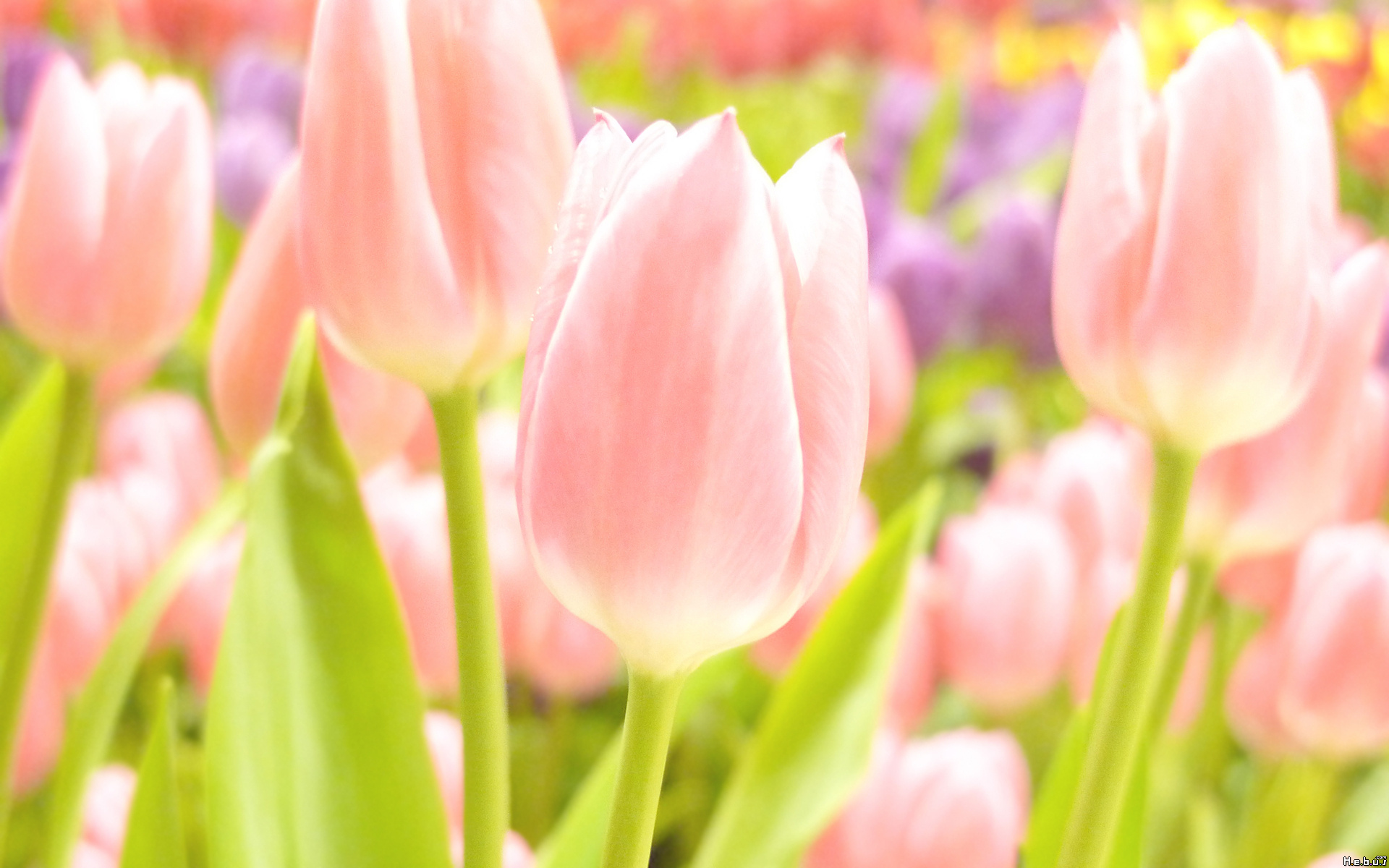 Fonds d'cran Nature Fleurs 