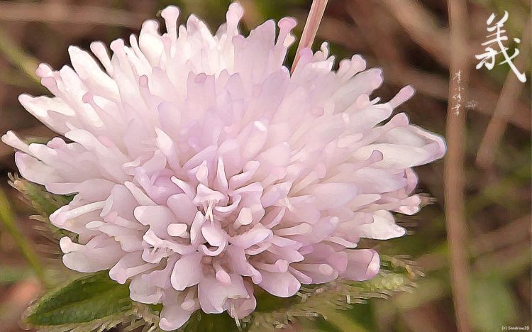 Wallpapers Nature Flowers Petite fleur rose