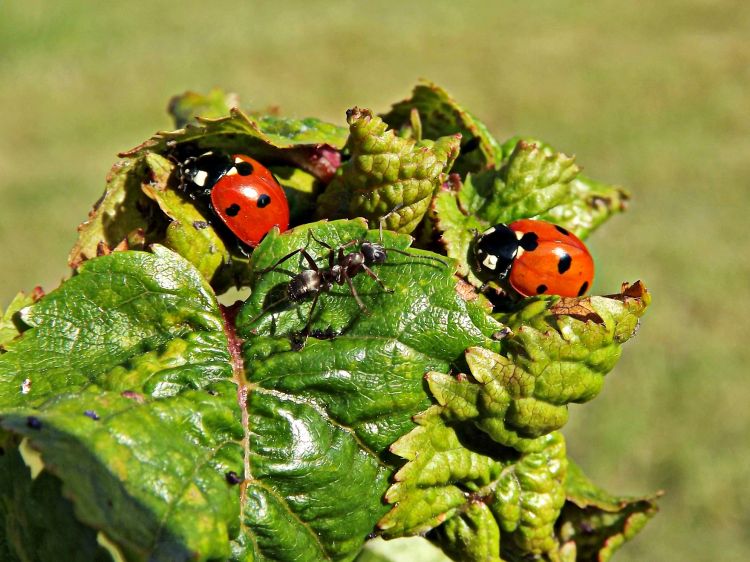 Wallpapers Animals Insects - Ladybugs fourmi et coccinelles