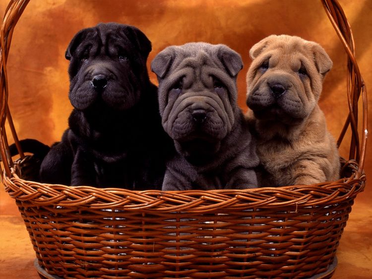 Fonds d'cran Animaux Chiens Wallpaper N299714