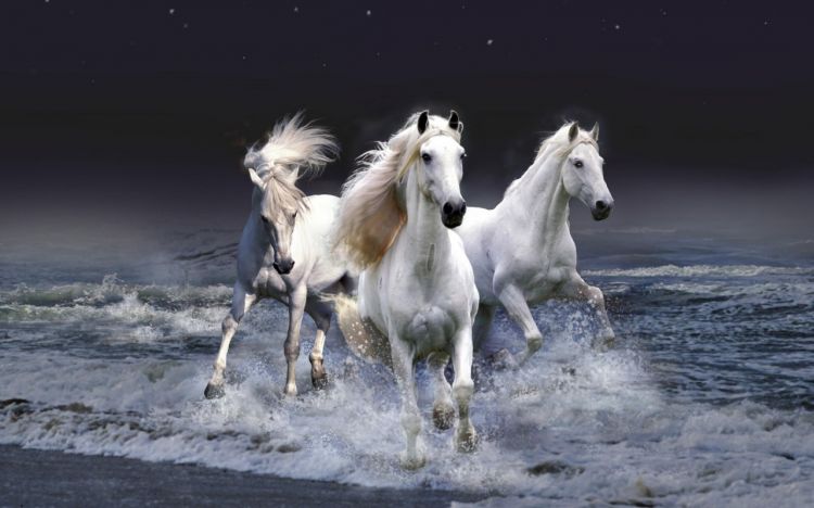 Fonds d'cran Animaux Chevaux Wallpaper N299717