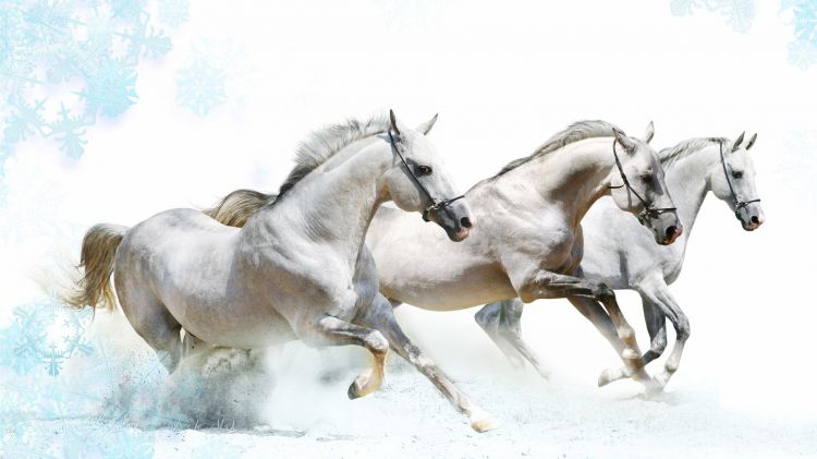 Fonds d'cran Animaux Chevaux Wallpaper N299797