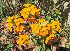  Nature bouquet orange...