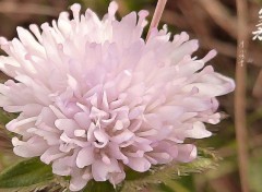  Nature Petite fleur rose