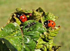 Fonds d'cran Animaux fourmi et coccinelles