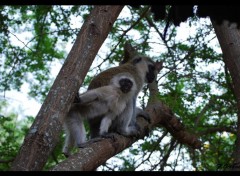  Animaux Singe