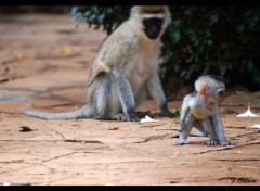  Animaux Singe