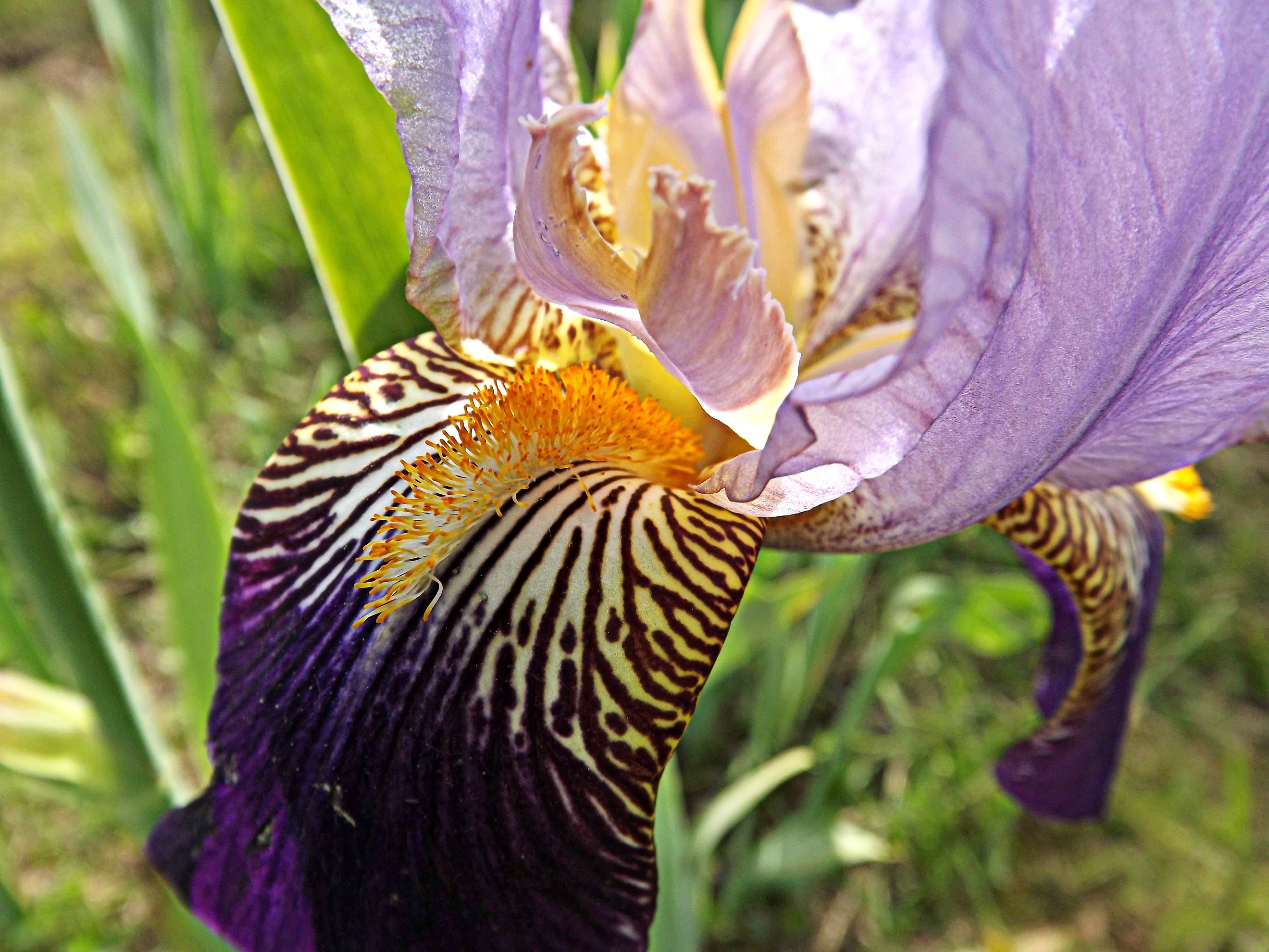 Wallpapers Nature Flowers iris du jardin