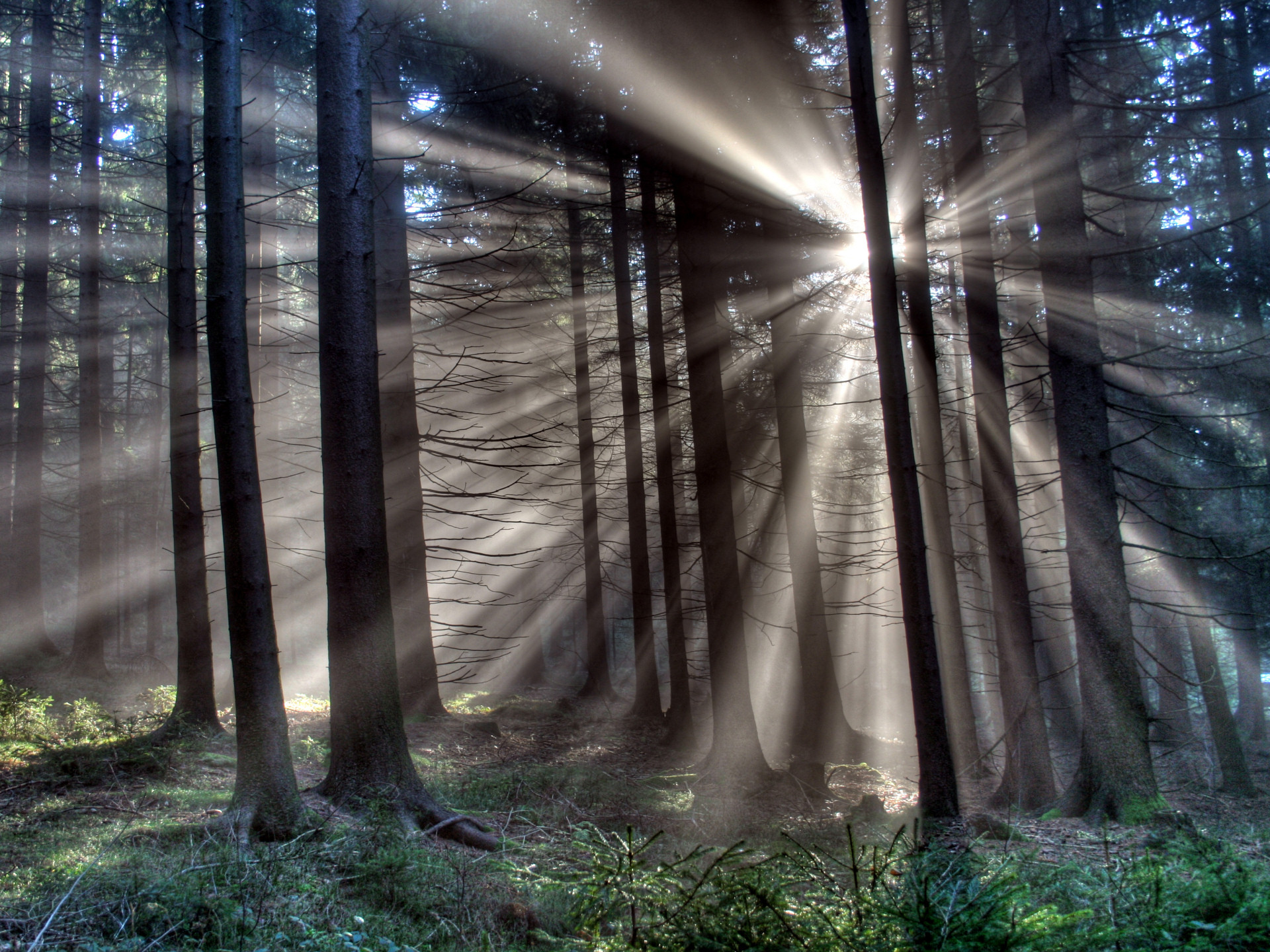 Fonds d'cran Nature Arbres - Forts 