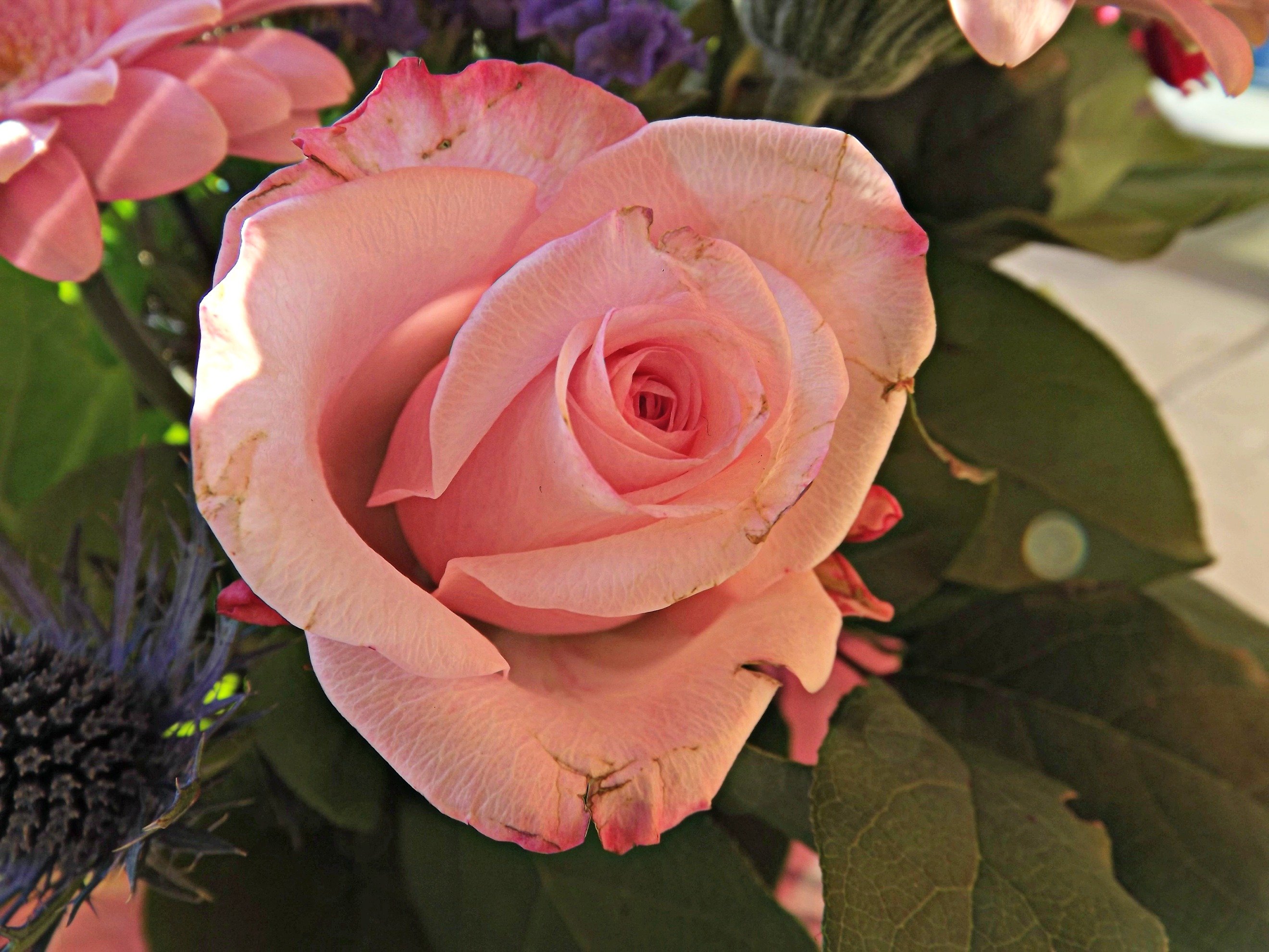 Wallpapers Nature Flowers rose au ton pastel