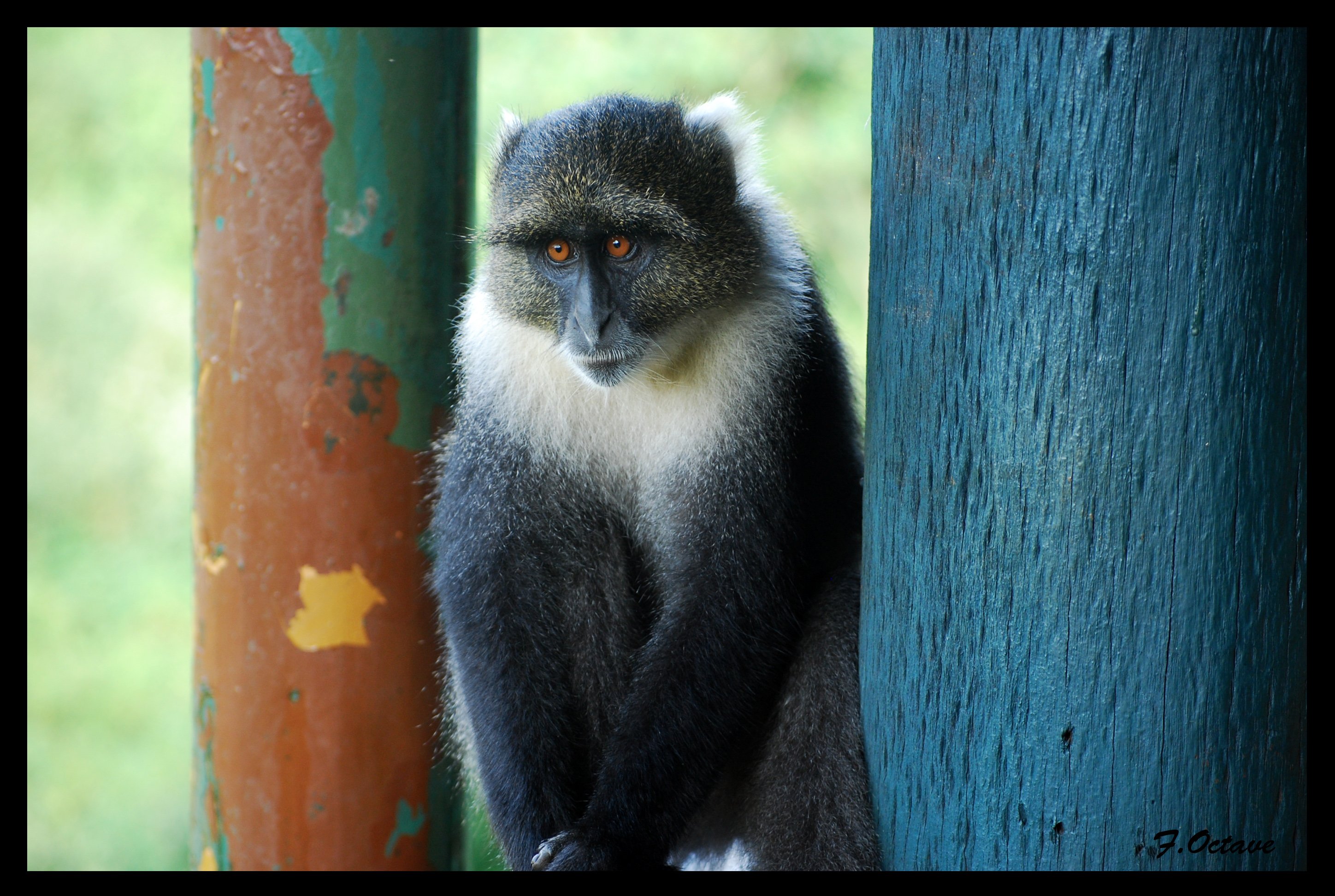 Fonds d'cran Animaux Singes Singe