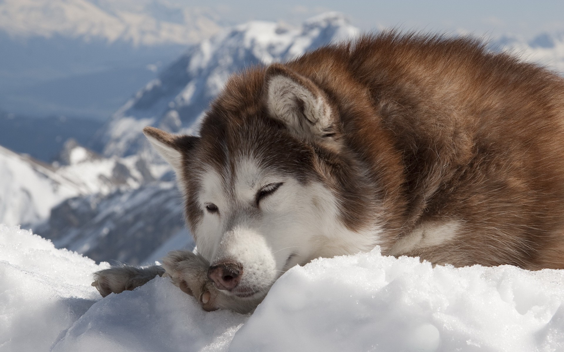 Fonds d'cran Animaux Chiens 