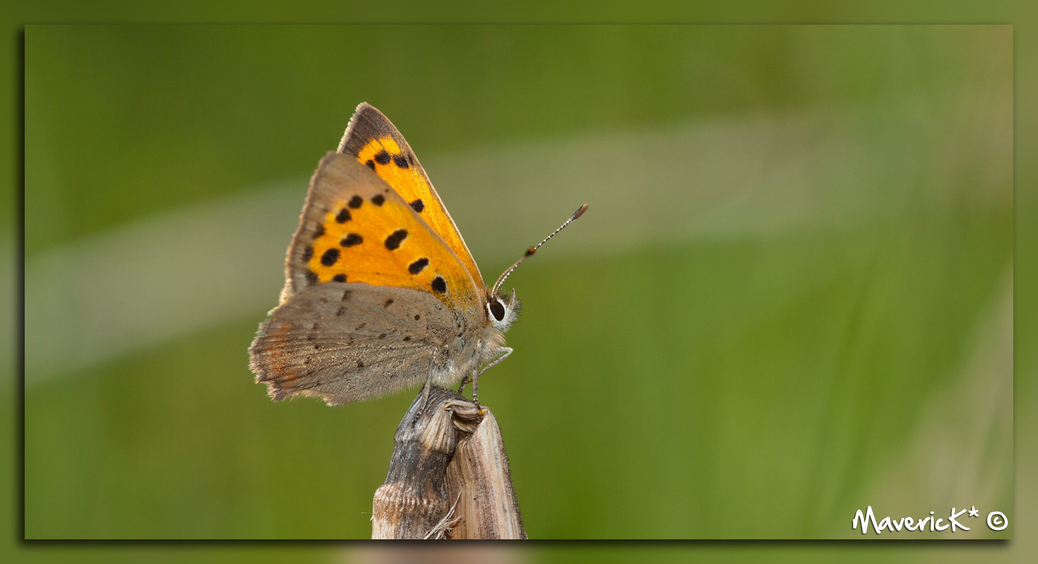 Fonds d'cran Animaux Insectes - Papillons 