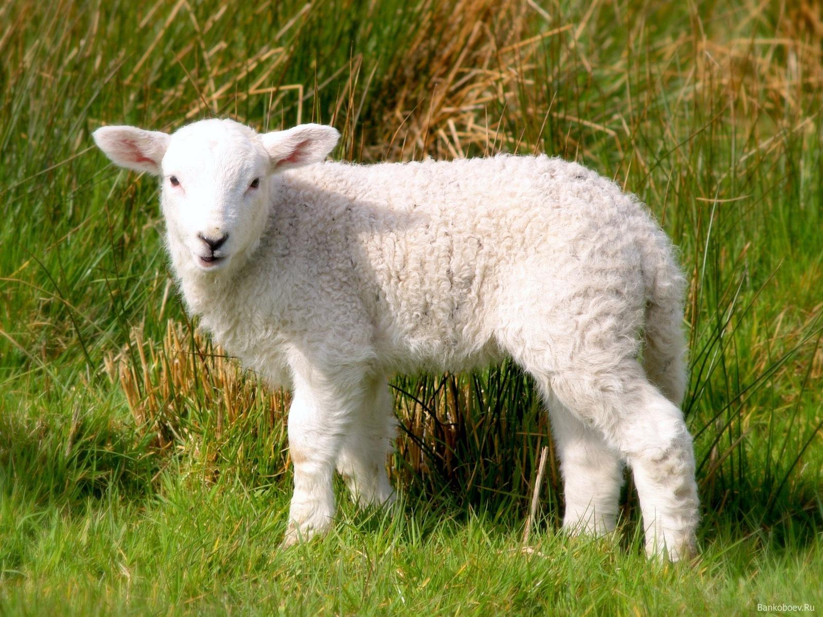 Wallpapers Animals Sheeps 